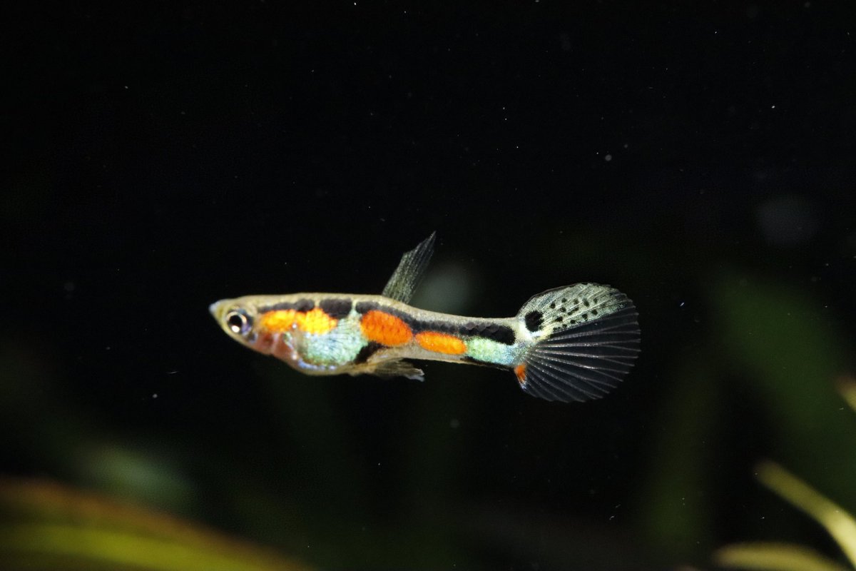 endlerslove tweet media