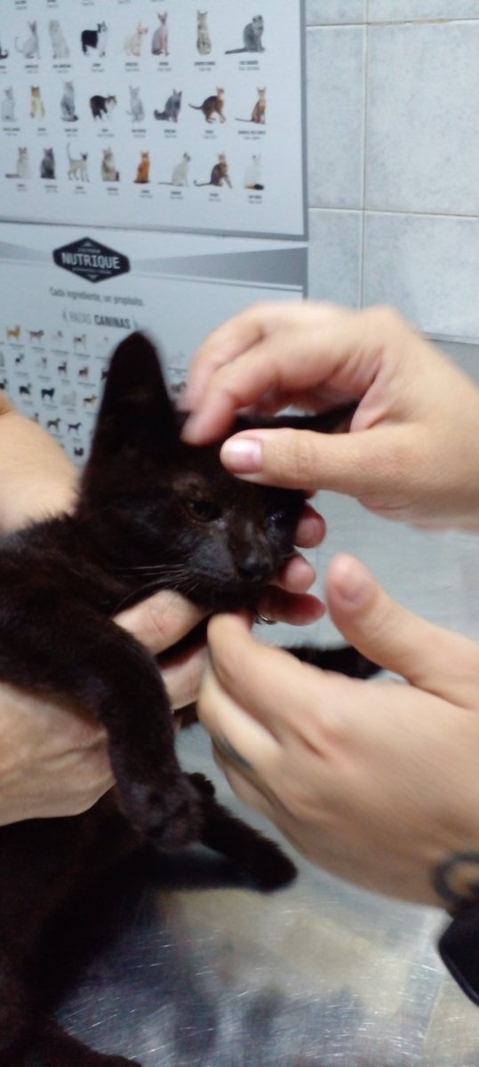 Alma Corazon y voz animal tweet media