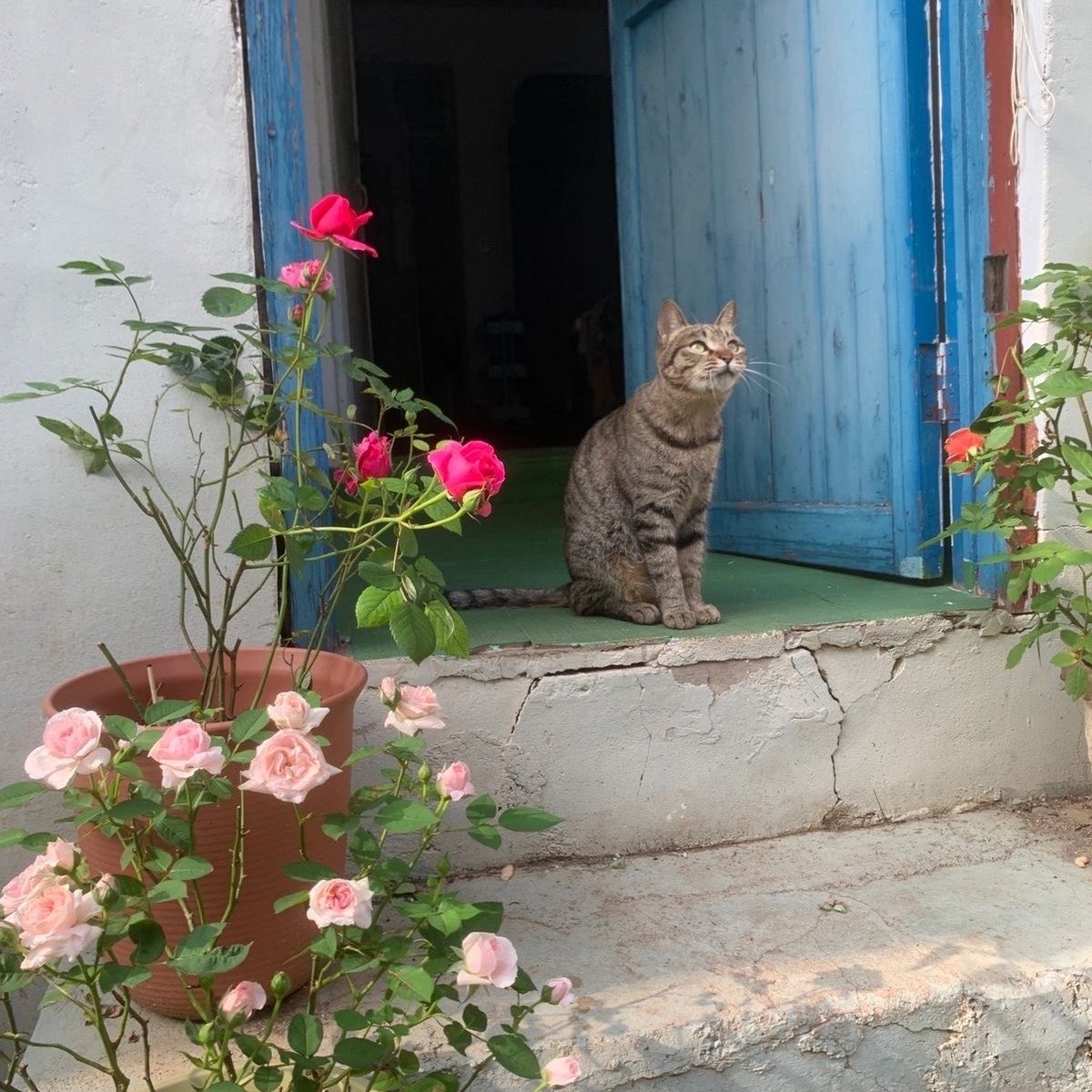 فَاطِمَهْ tweet media