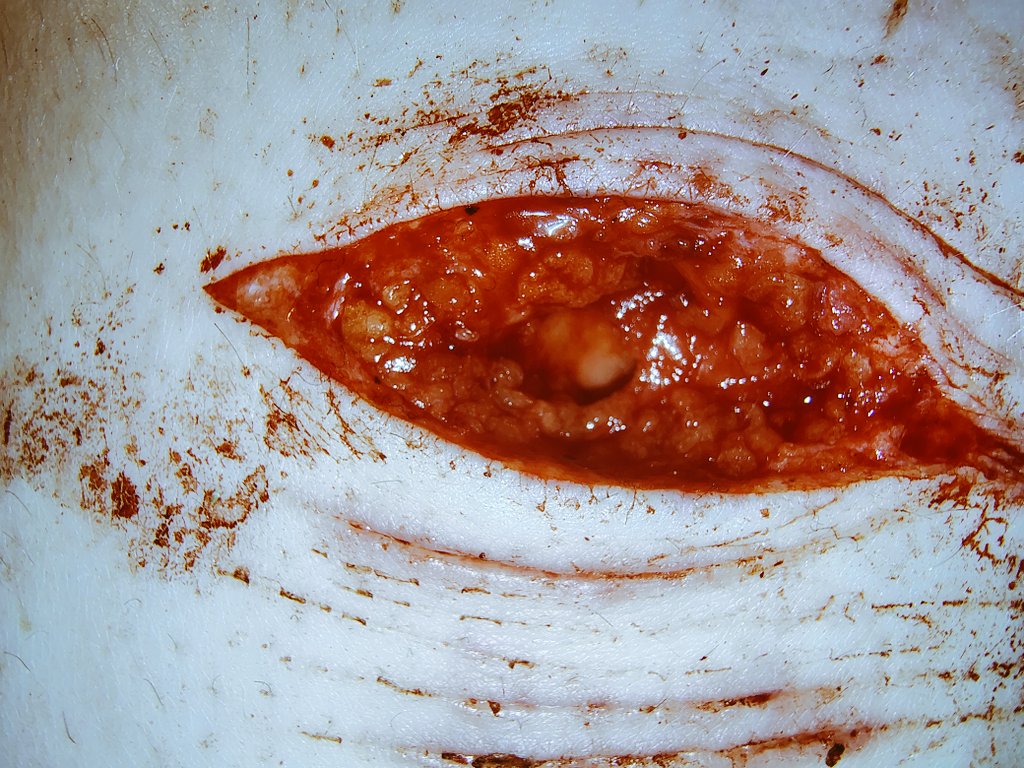 Zuri | SHEDTWT tweet media