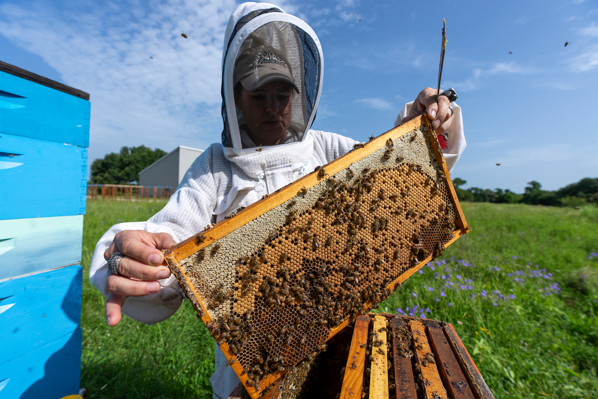 Texas A&M AgriLife Research tweet media