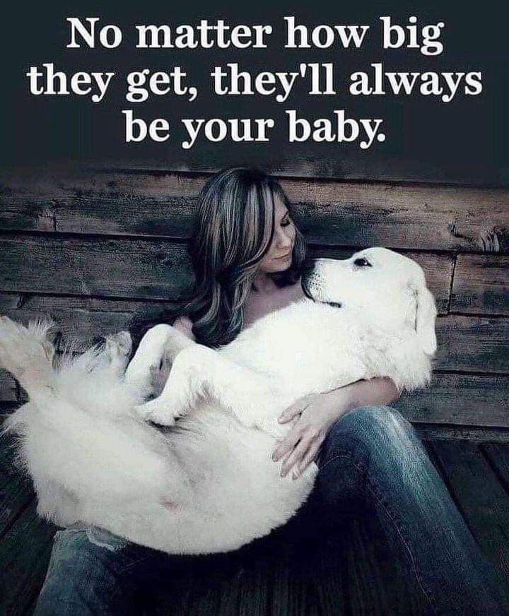 Dog Lovers tweet media