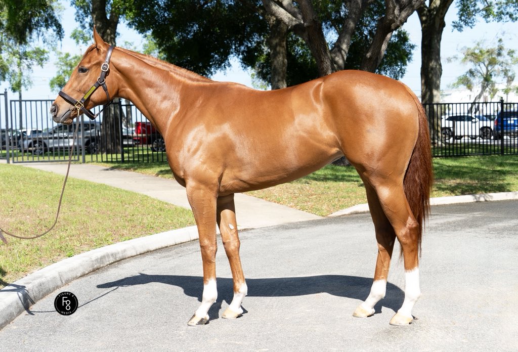 IconRacingLFG's tweet photo. HIP 444 | Filly by Charlatan @HillnDaleFarm | Joins our ‘Big Brown’ Roster ⚡️@OBSSales @LegionBldstk https://t.co/c3cRNUymcY