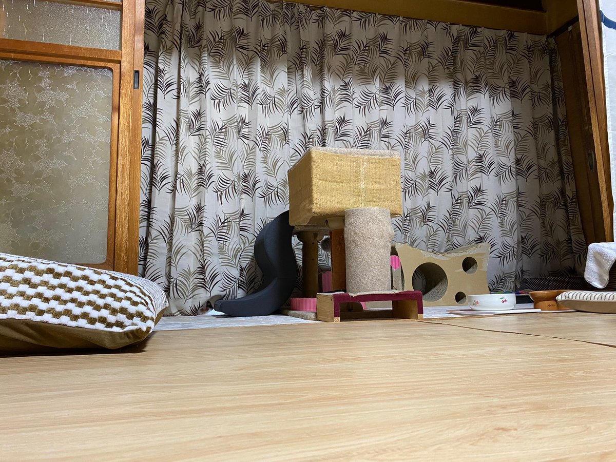 ソラネコさんち tweet media