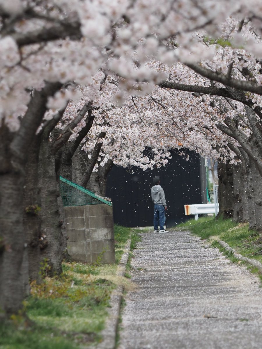 after_burnner's tweet photo. #外旭川市営住宅の桜
#花吹雪
#花筏
こちらも同様に、だいぶ散り出しました
#秋田市 https://t.co/1tPALGgO15