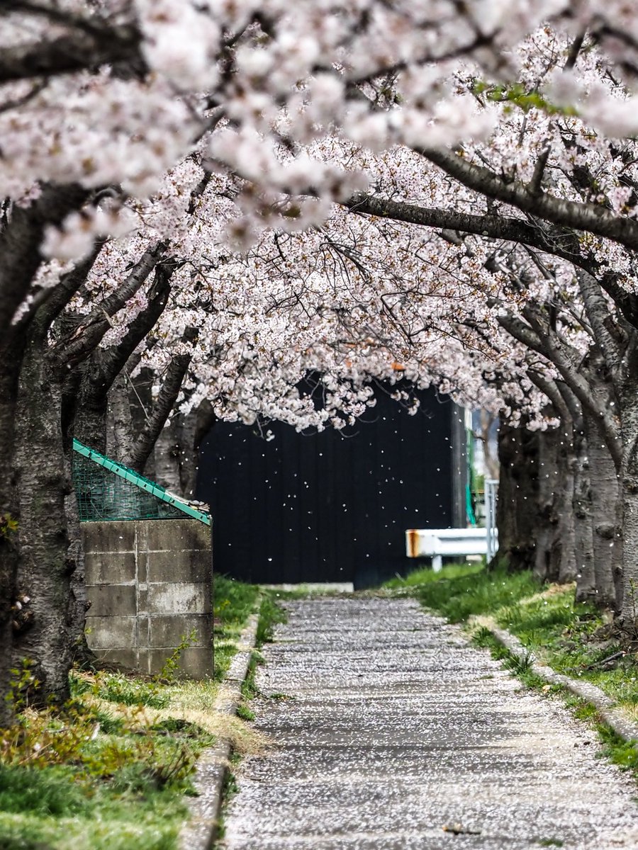 after_burnner's tweet photo. #外旭川市営住宅の桜
#花吹雪
#花筏
こちらも同様に、だいぶ散り出しました
#秋田市 https://t.co/1tPALGgO15