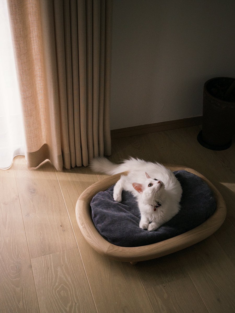 ねことニンゲン (@nekotoningen22) on Twitter photo 