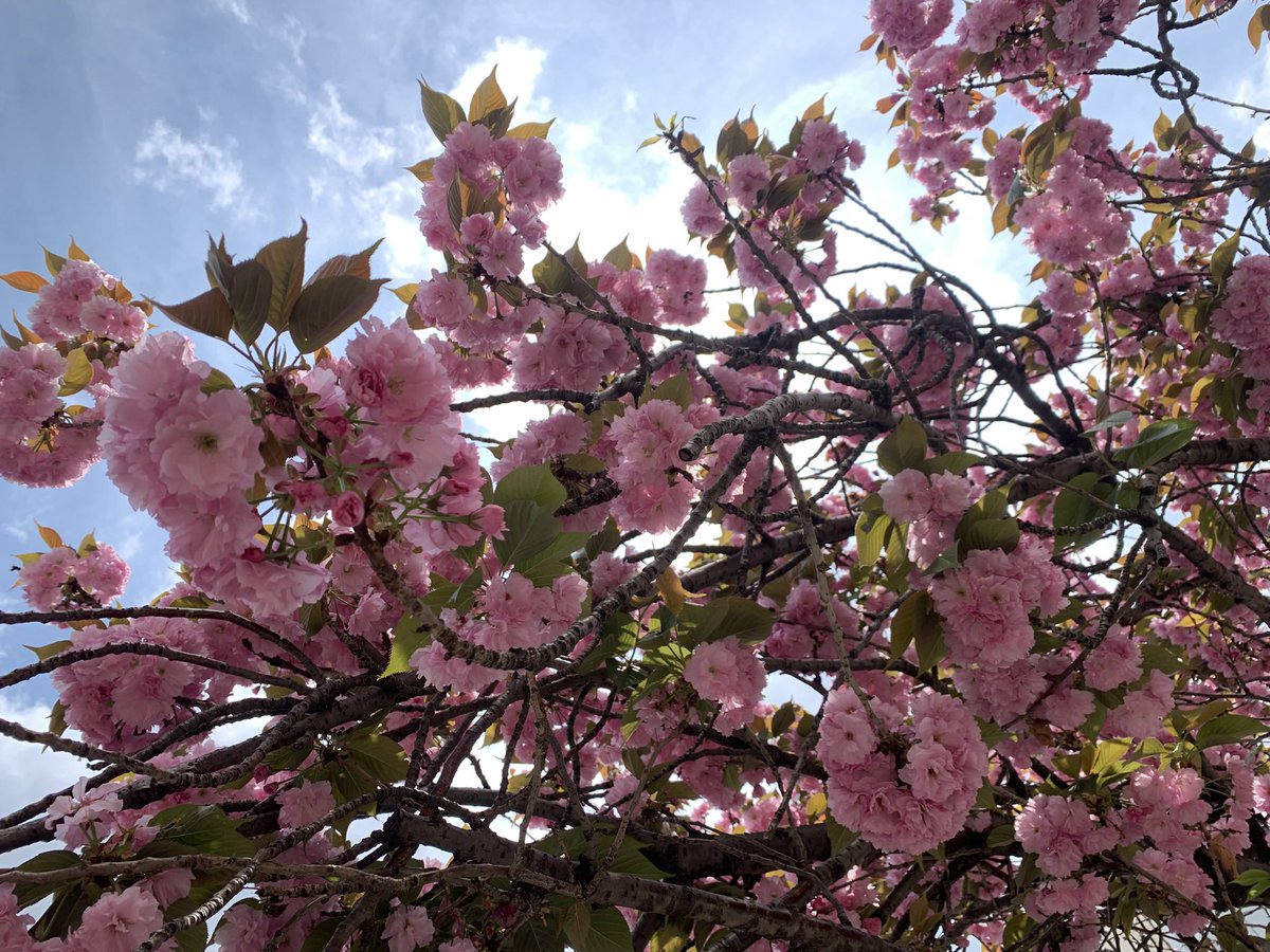 にっち。 tweet media