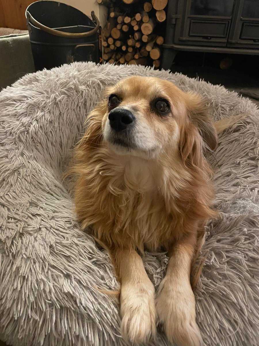 Missing Pets GB tweet media