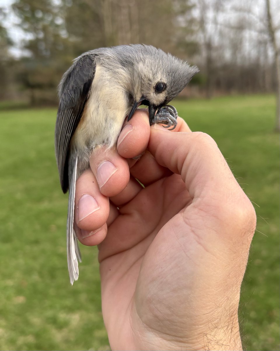 Dan Baldassarre tweet media