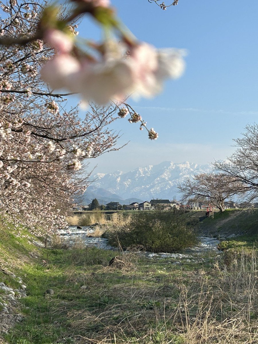 TOYAMA_To_'s tweet image. ①四重奏（朝日町）。こころ、あらわれますね。（4月1週目：ちと早し）