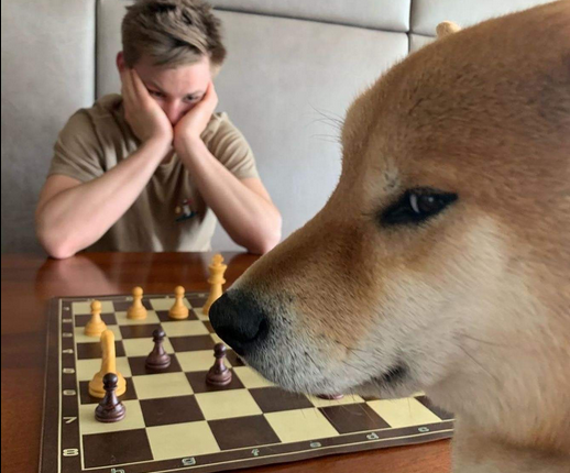 TheResettiGod's tweet photo. Fuuuuuuuuuck why am I so shit at chess?? How do I keep losing to this fucking dog??? https://t.co/e0lwqcpRBL