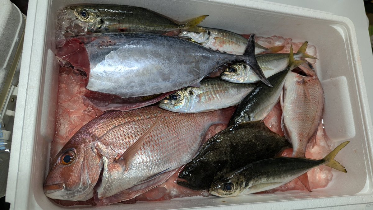 今回の魚払いは脂の乗ったソウダガツオとマダイ、アジ
ソウダガツオは、たたきにして、新玉ねぎをどっさり乗せてポン酢で食べました。
子どもたちもバクバク食べる旨さ。
高山漁協さん、いつもありがとうございます！
うちの子たちが着々と魚好きになってます。