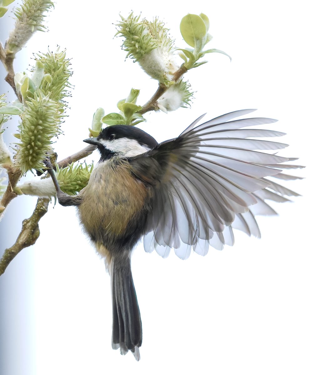 Canada Goose(🎀🩹|🍥🌊) tweet media