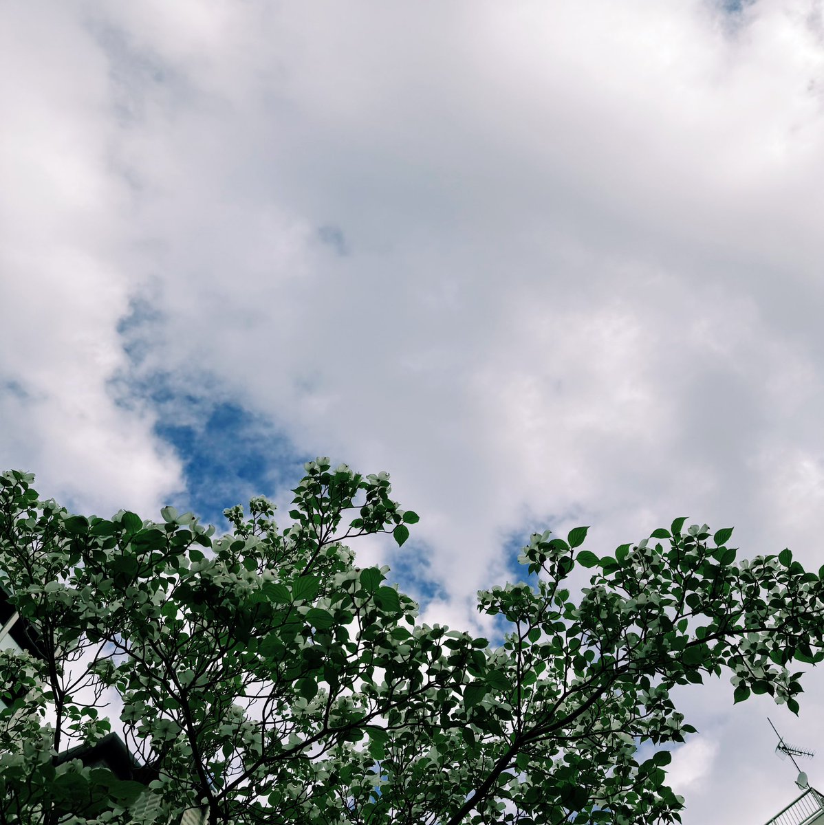 solo_el_fin's tweet image. ☀☁ 最低気温12℃/最高気温25℃ #sky #imasora #vsco #dogwood