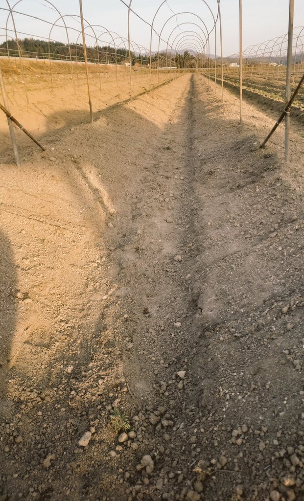 昨日やっとアスパラの寝床の整理が１３畝終わりました
あと半分だけど、今日は朝から雨なので昼まで少し身体休めです