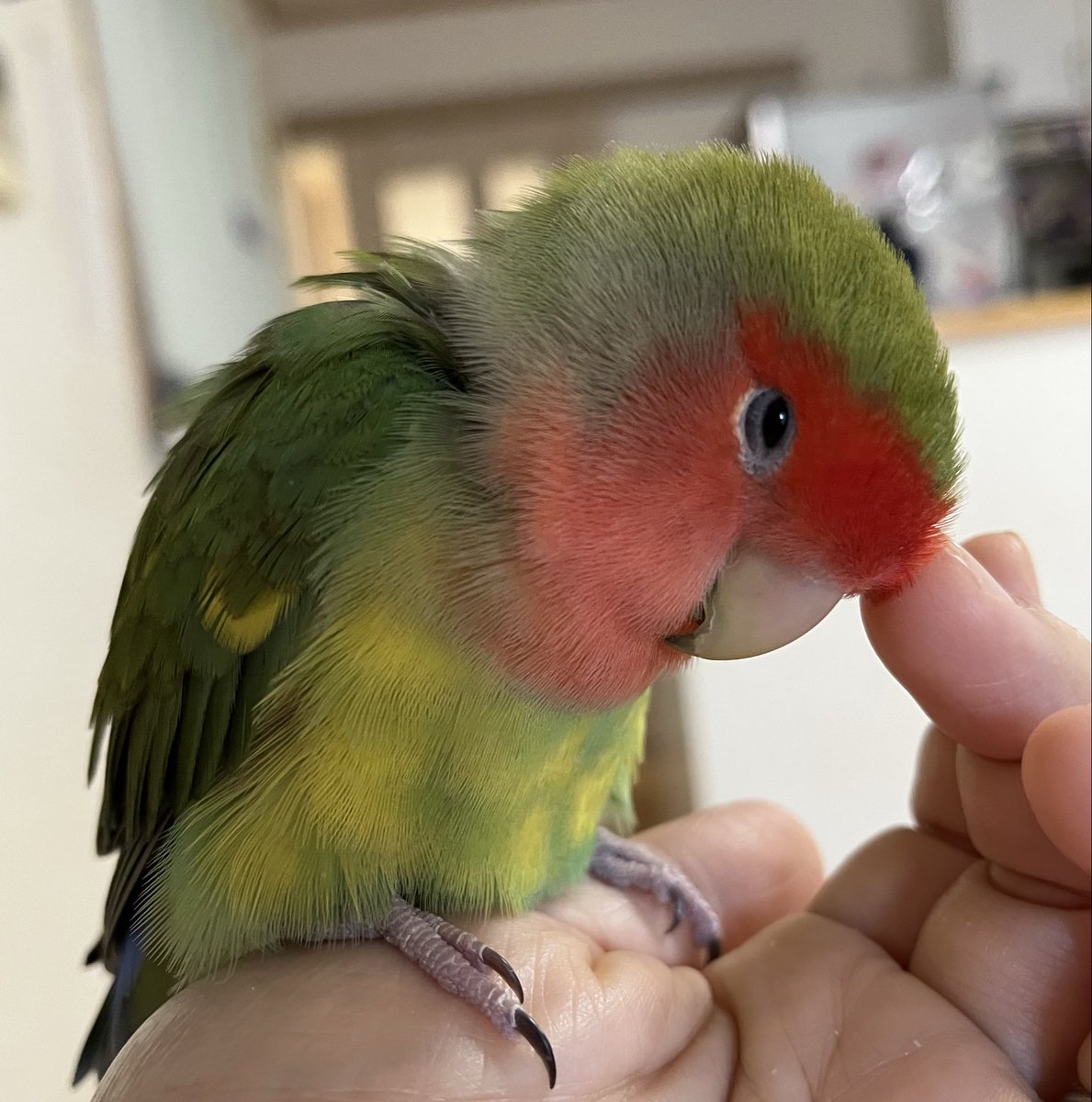おはようございます
さぶです🐥

甘え顔しています🐤

今日は暑くなるって☀️

#コザクラインコ