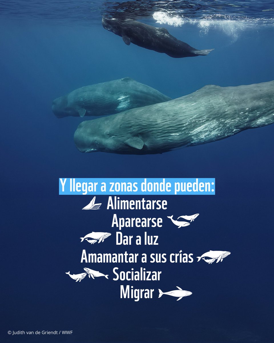 WWF Latinoamérica tweet media