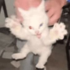 uvita! 🇨🇱 VERÁ A BTS tweet media