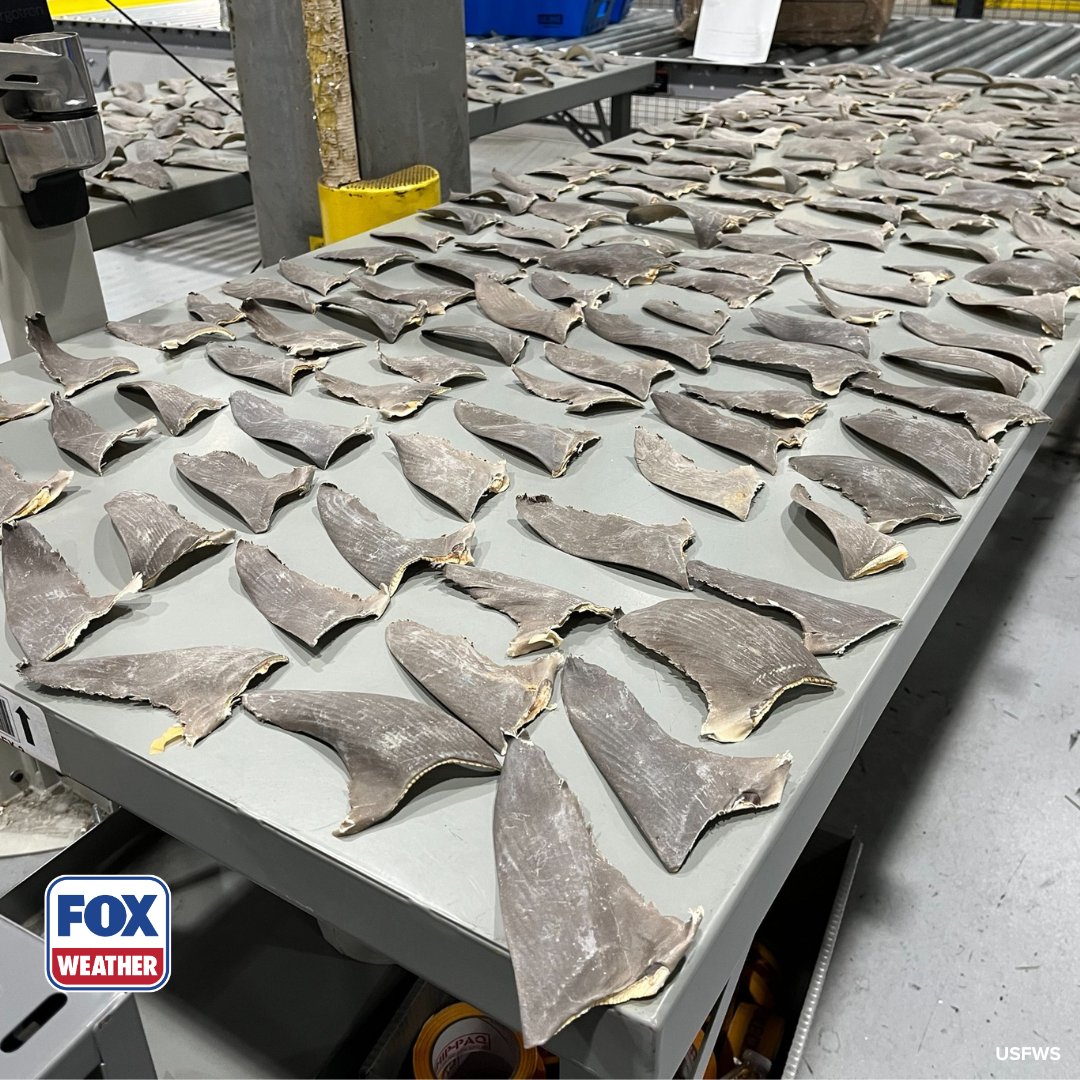 foxweather's tweet image. UNUSUAL DISCOVERY ‼️: Members of the U.S. Fish and Wildlife Service uncover 1,600 pounds of illegal shark fins worth $1 million.

#Ocean #Fish #Sharks #Widlife #FOXWeather