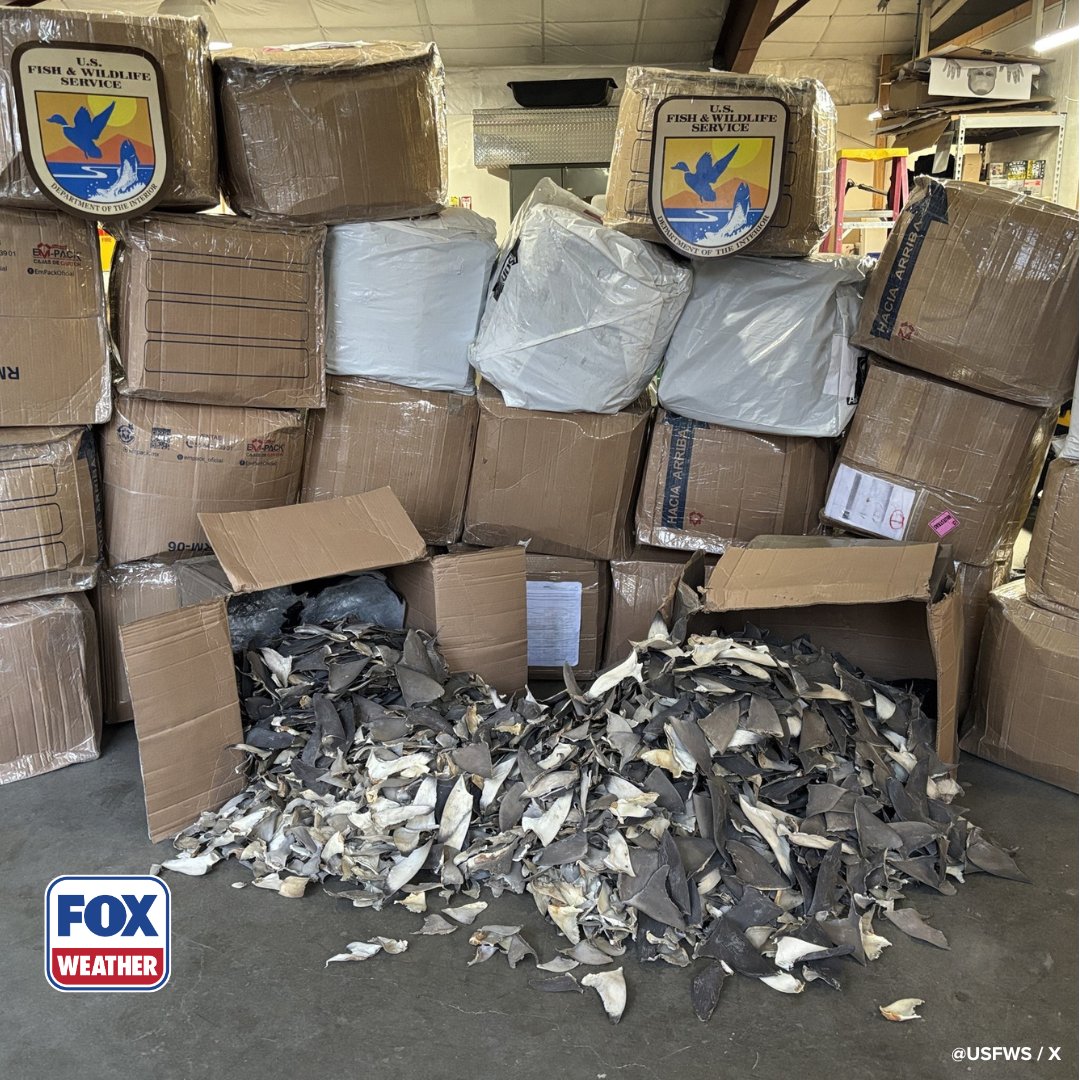 foxweather's tweet image. UNUSUAL DISCOVERY ‼️: Members of the U.S. Fish and Wildlife Service uncover 1,600 pounds of illegal shark fins worth $1 million.

#Ocean #Fish #Sharks #Widlife #FOXWeather