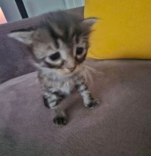 ˙⋆ ꩜ 𝙻𝙾𝚁𝙳 、ᴴᴬⱽᴱ 𝗠𝗘𝗥𝗖𝗬 .ᐟ tweet media