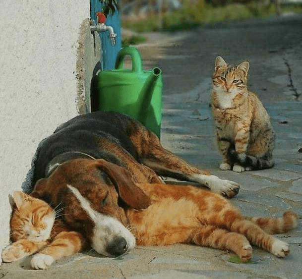 OrlandoRios tweet media