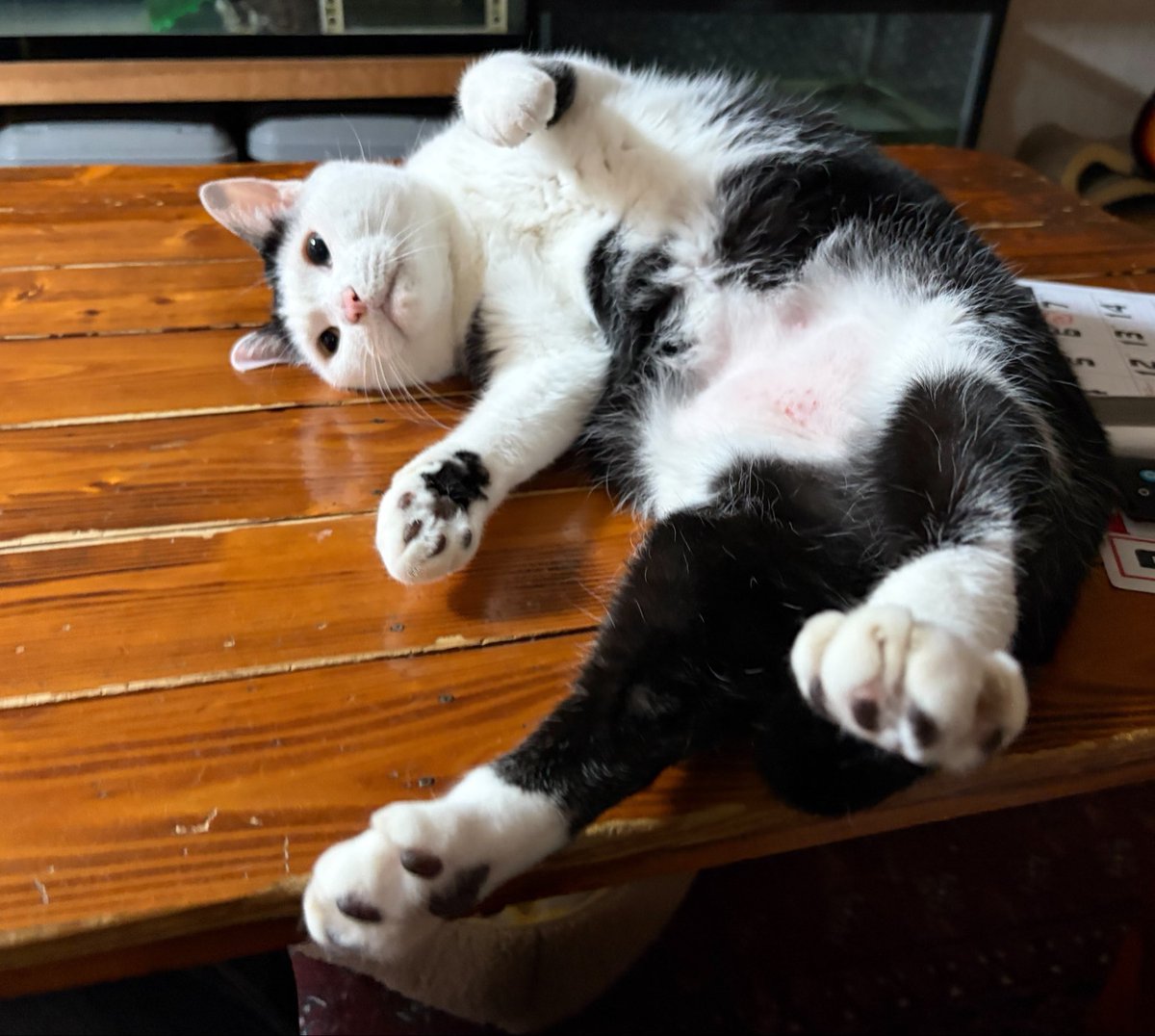 vegelovecat's tweet image. おはよ
昨夜は床に転がったら動けず 父ちゃんがカップ麺にしてくれたからズルズル食ってまたベッドへ あたしもダメージでかすぎた
ミズさん朝ごはん食べれた 薬もなんとか 足のチューブも外せた 散歩にいくといったが出たら足ブルブル震えて帰宅 今はやっと居間にきて寝ている
 #vegan #保護猫を家族に