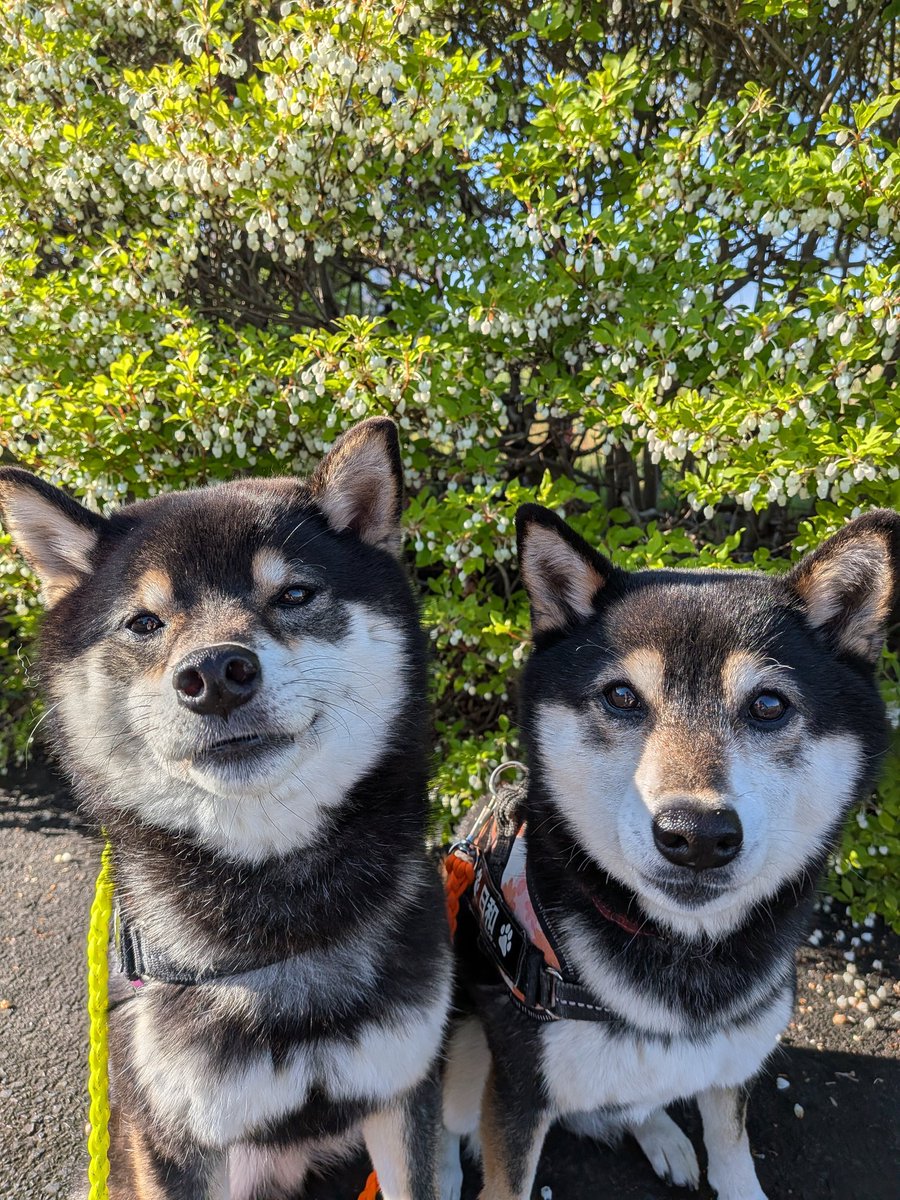 るなれお日和響@ママ tweet media
