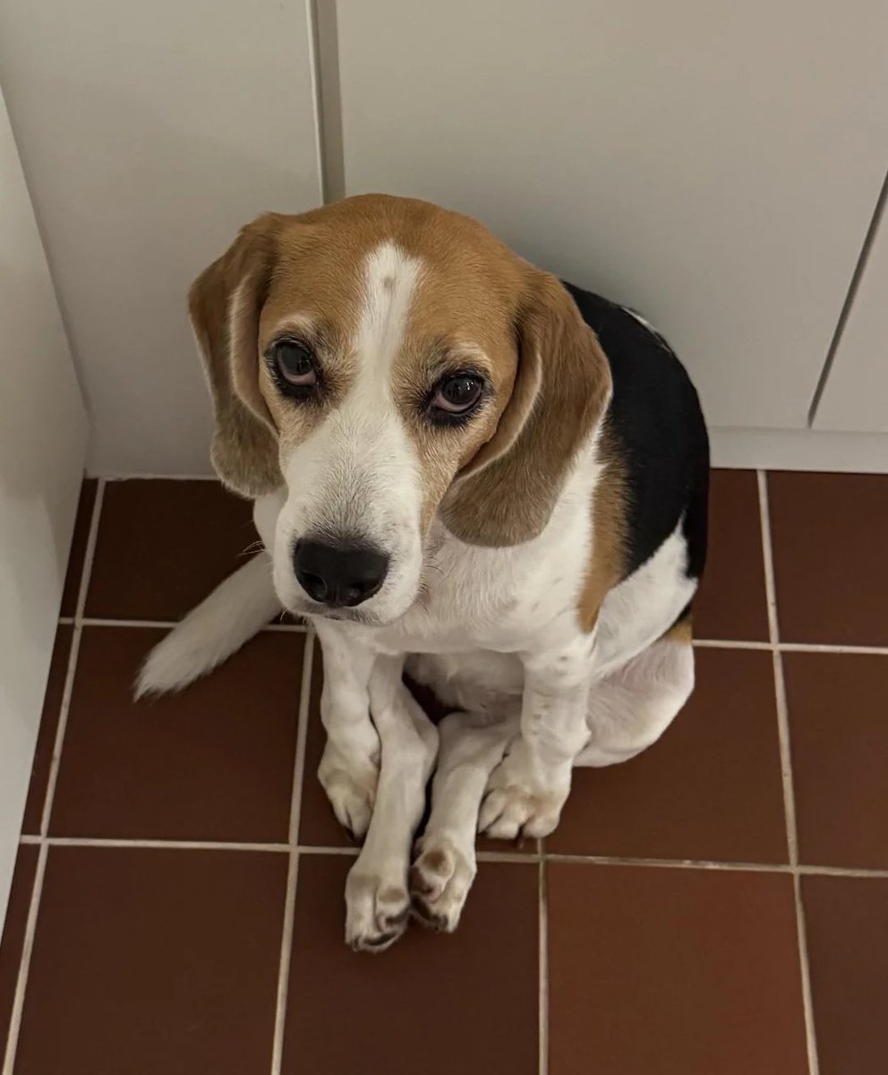 Battle Beagle tweet media