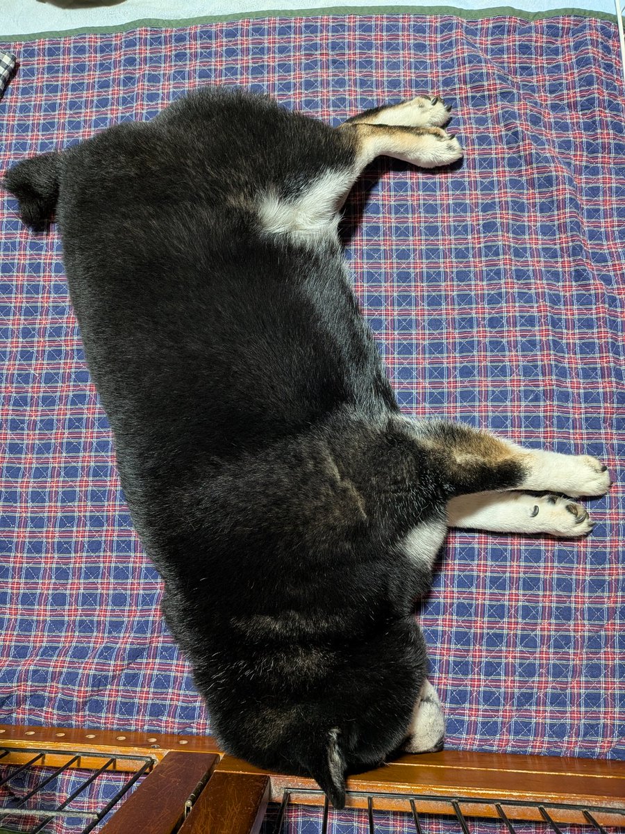 気まぐれ黒柴 銀河 tweet media