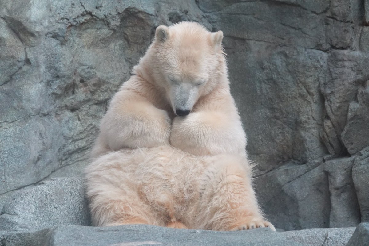 ねこさん.. tweet media