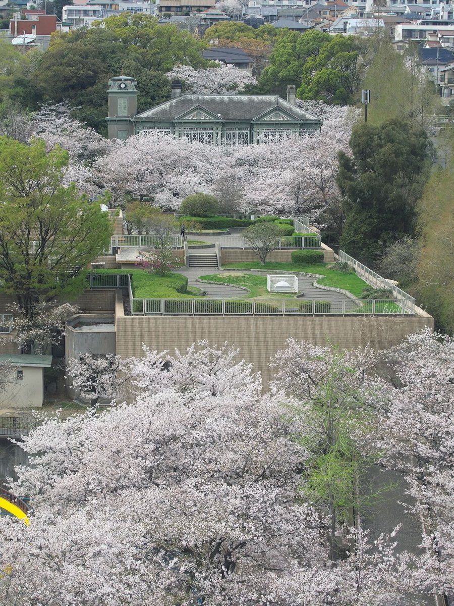 kichirobi tweet media