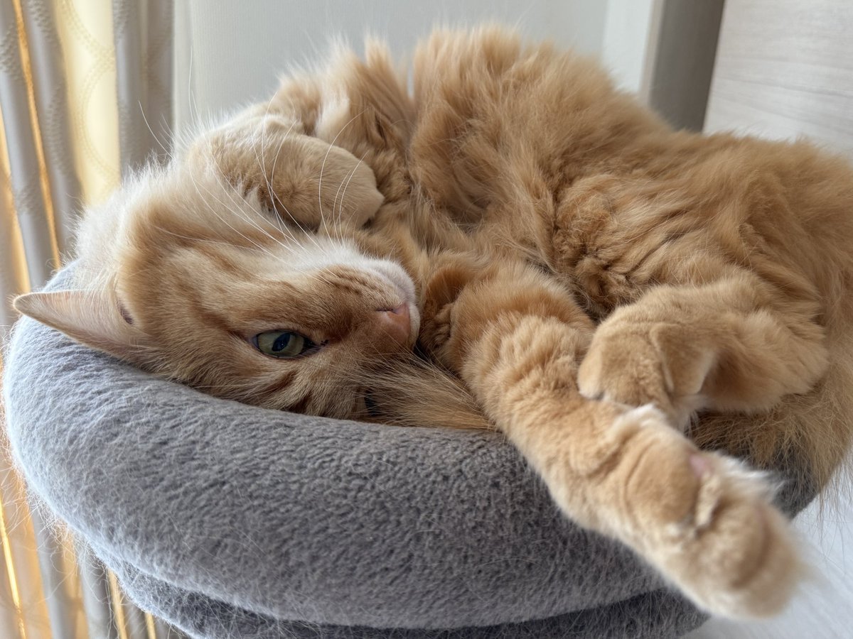 ほとぷぅとごうとけん(保護猫出身茶トラ兄弟猫・ねこ) tweet media