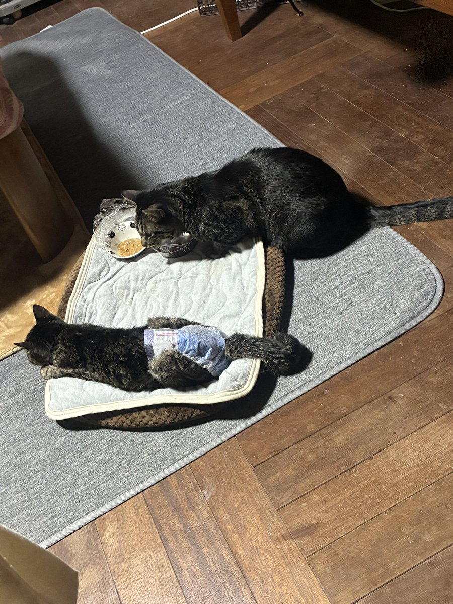 すあま tweet media