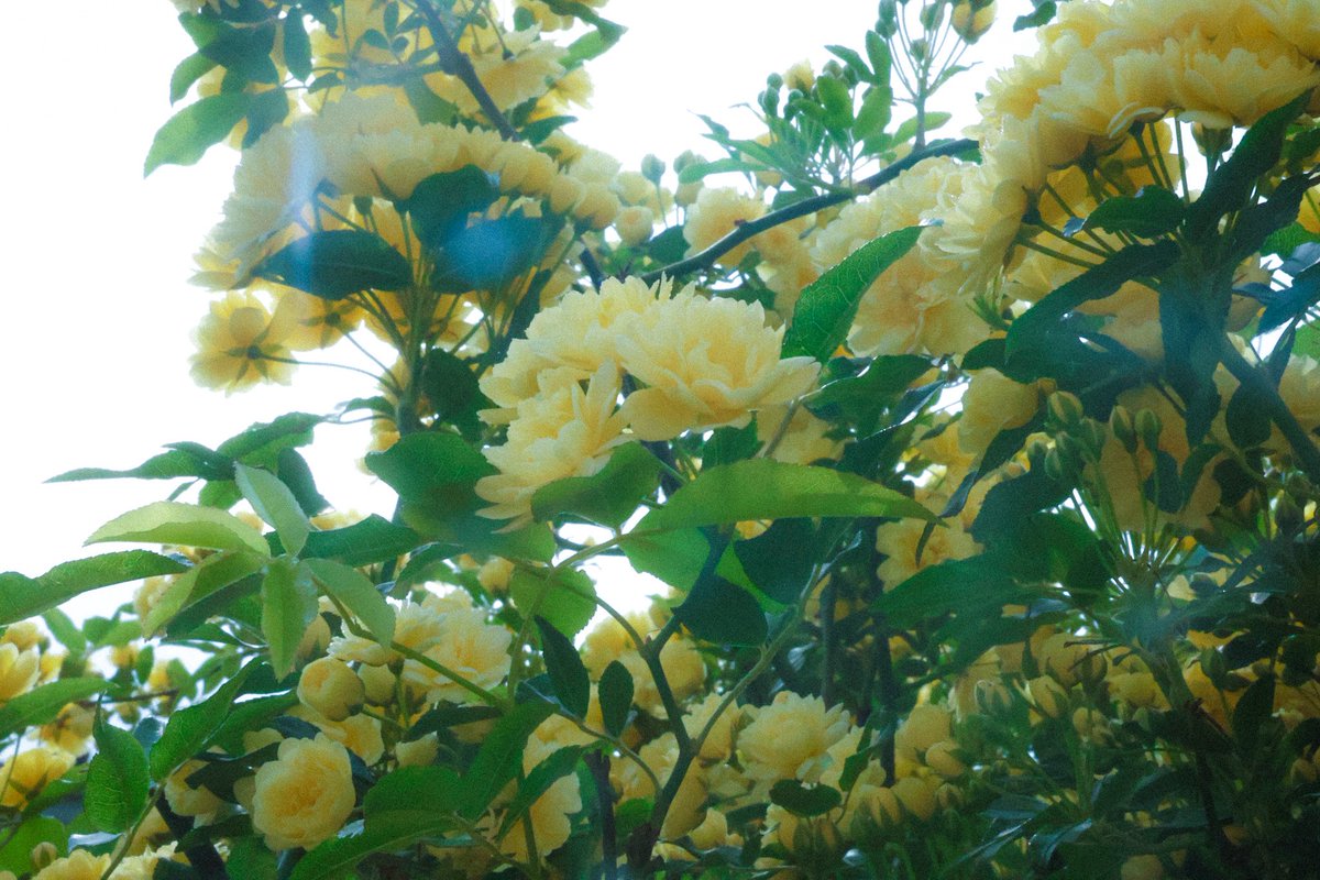 hekyoma's tweet photo. 庭の木工薔薇が満開です https://t.co/WrTp8Jqrnb