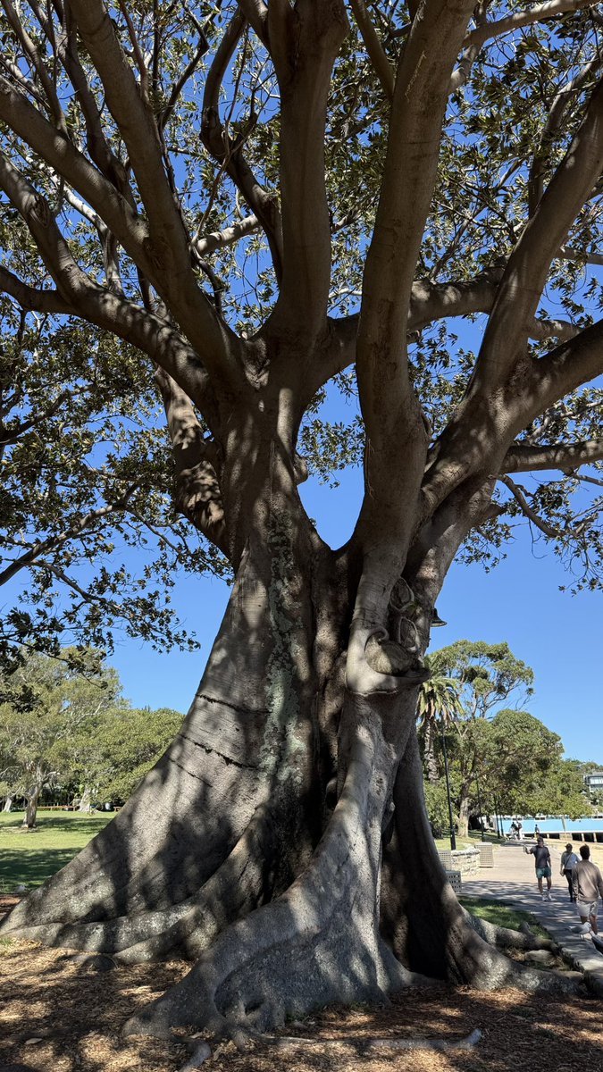 wapple15's tweet photo. This massive specimen at Watsons Bay in the eastern suburbs of Sydney. #ThickTrunkTuesday #TreeBarkTueusday https://t.co/oa0ZTNjhG9