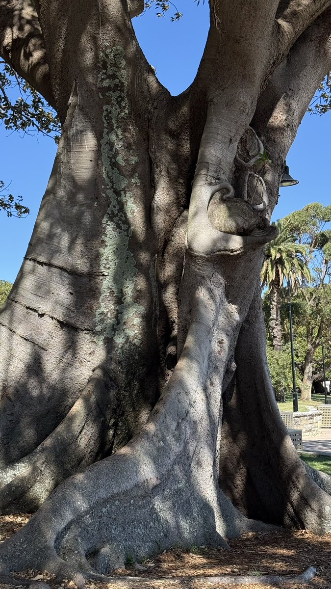wapple15's tweet photo. This massive specimen at Watsons Bay in the eastern suburbs of Sydney. #ThickTrunkTuesday #TreeBarkTueusday https://t.co/oa0ZTNjhG9