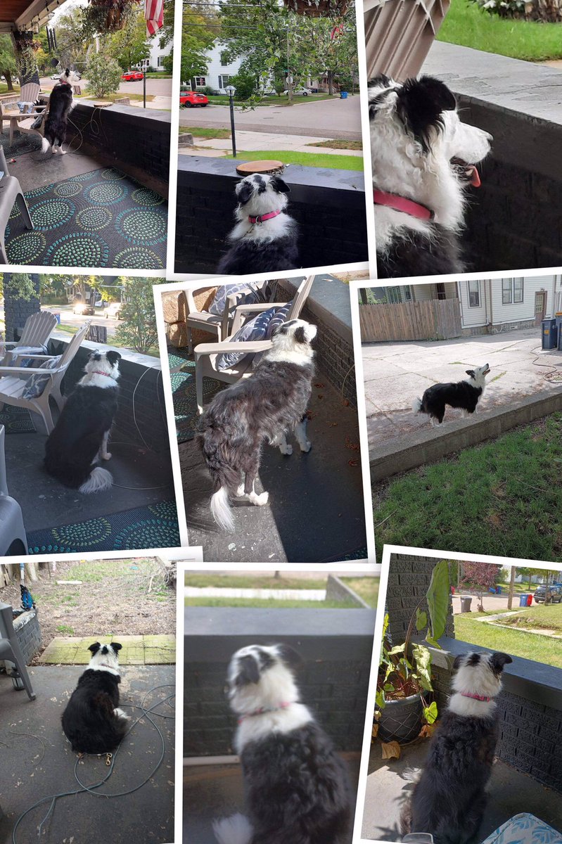 p_drent's tweet image. “Molly Jane; Guardian of the Quiet Street” Collage by Google Photos

#collage #MollyJane #dog #bordercollie #collagebygooglephotos