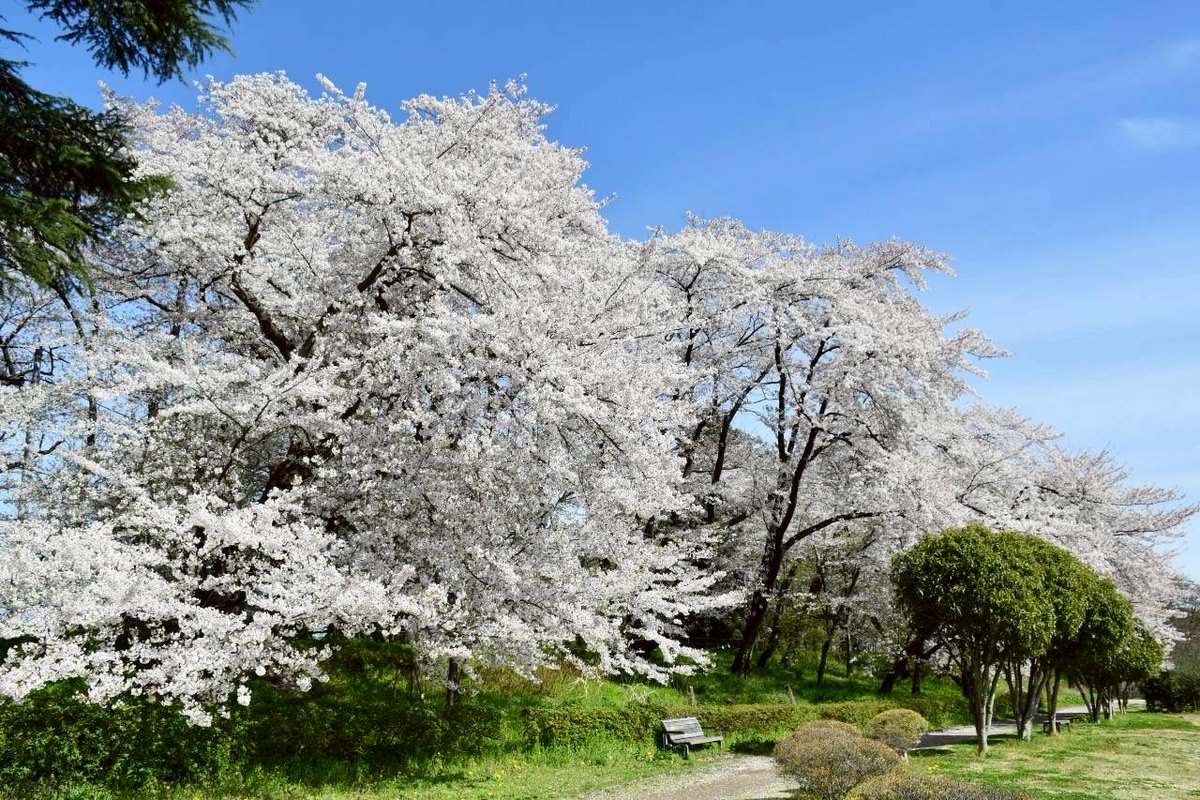 山形市観光協会 tweet media