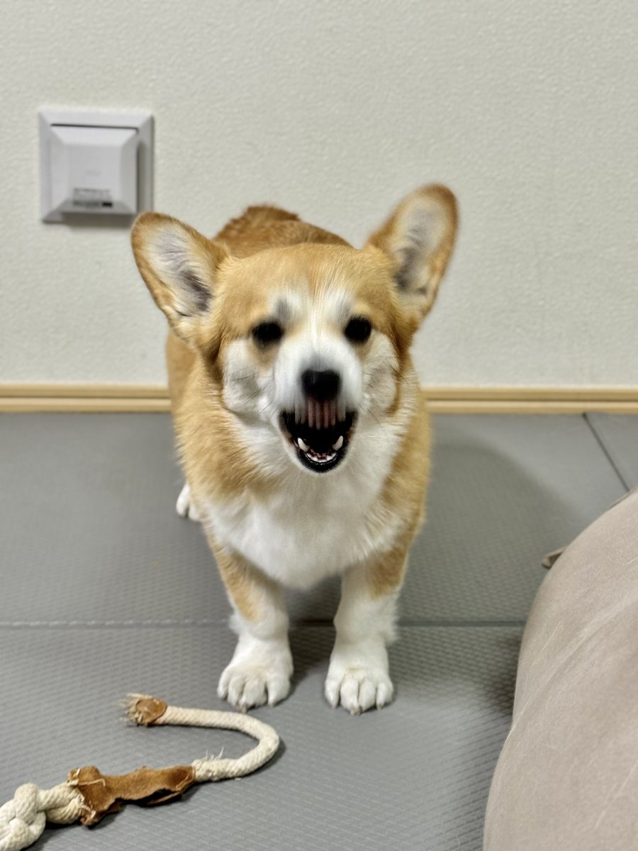 まろ眉のコパン tweet media