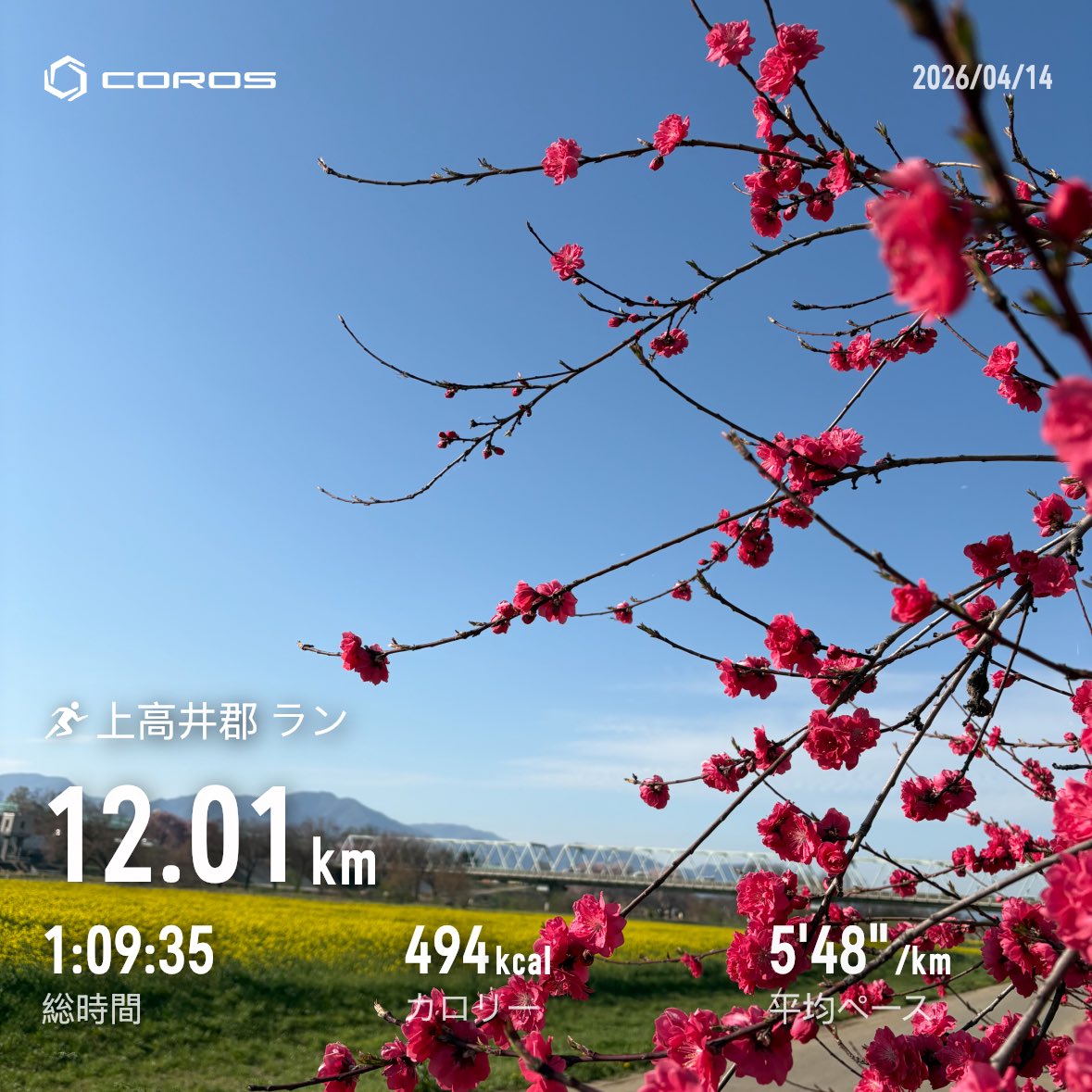 mina92919103's tweet photo. 大丈夫　まだ八重桜は蕾ですよ😊 https://t.co/axxH3wGPED