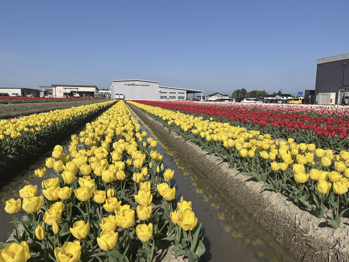 🌷にゅうぜんフラワーロード🌷 tweet media