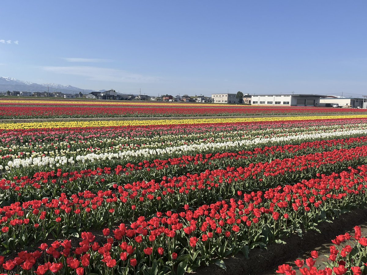 🌷にゅうぜんフラワーロード🌷 tweet media