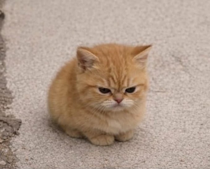 Cats all the way tweet media