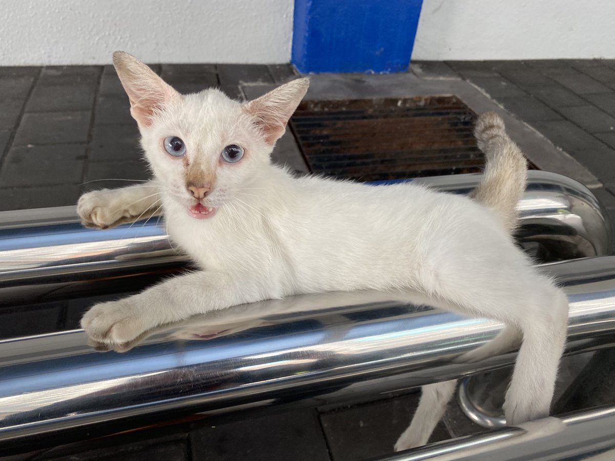 helloo, anybody here ada hilang anak kucing or could pick up anak kucing ni 😭😭 Dia asyik kejar orang lalu-lalang 😭😭 I’m truly at my max capacity atm dan I was rushing to someplace else. 

📍 LRT Jelatek