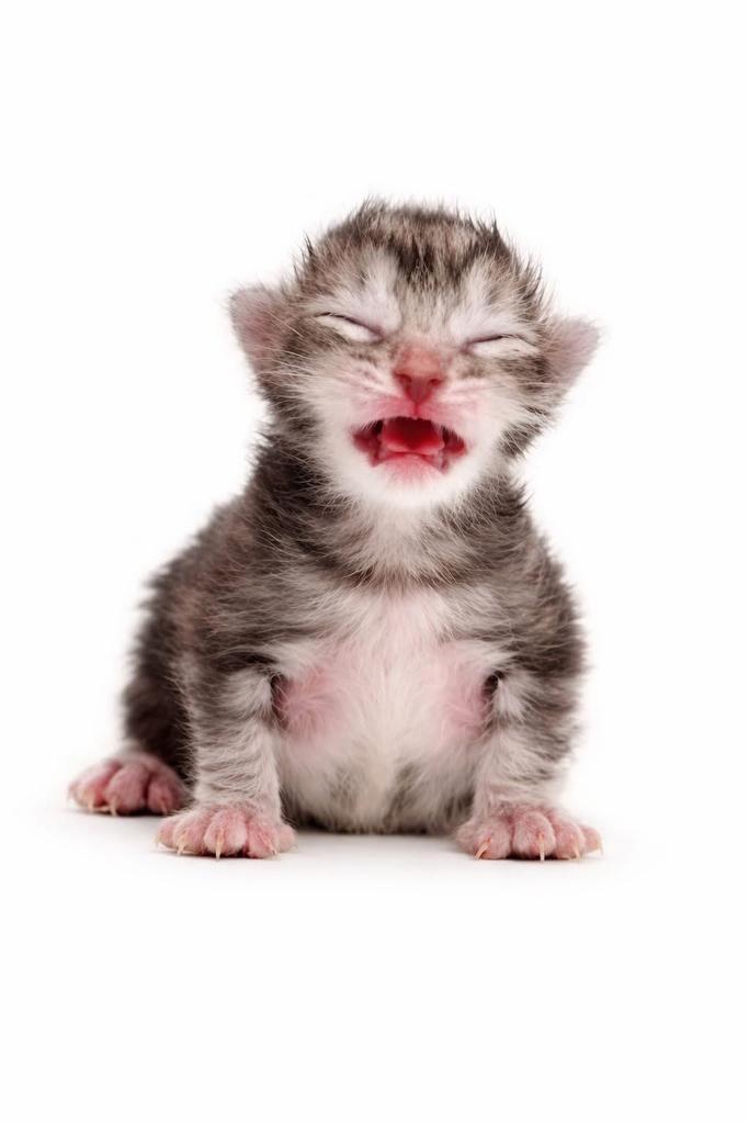 ✨Eleek 💜🌷✨ tweet media