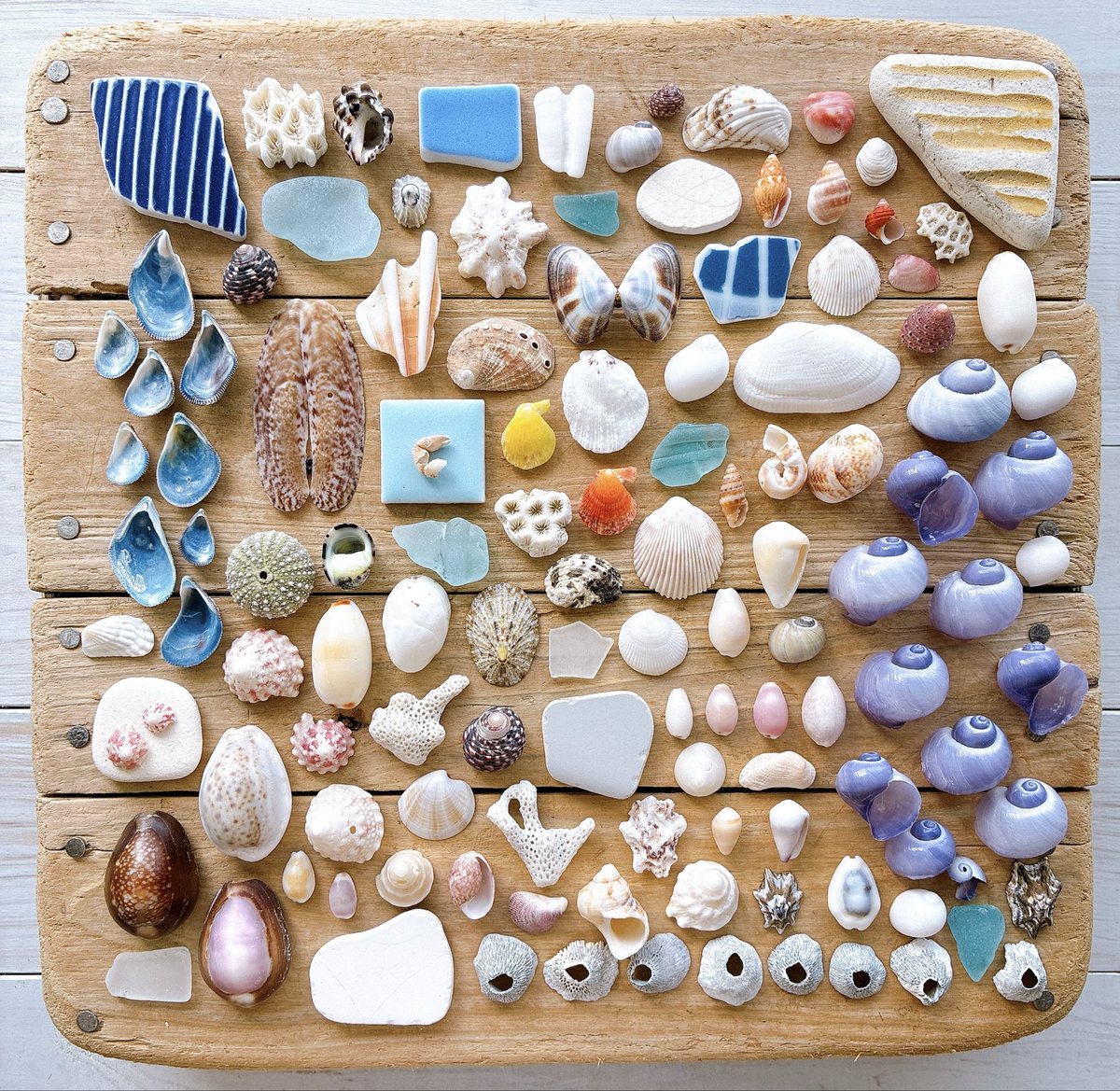 先日和歌山県で見つけた貝殻たち🐚
ルリガイもキレイに漂白出来ました♪