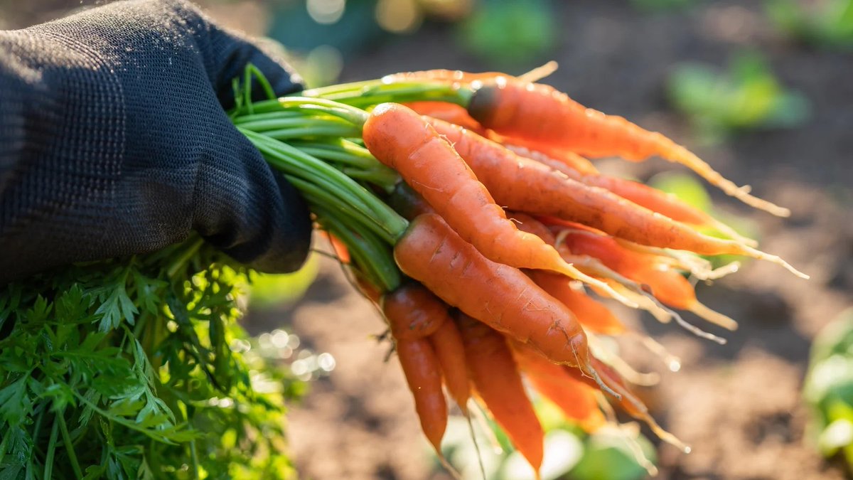 Bmac🇺🇸 tweet media