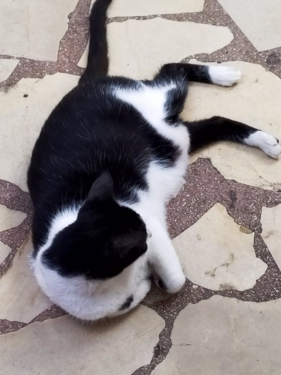 Tictoc y Lordy 2 de mis 7 ancianitos q están a un día de quedarse sin atún para gatos y mis muchachos gatunos están a 2 días y se acaba la comida para ellos. Ayúda x favor.
Que estrés, he estado tan cabezona con tantos problemas qno me había dado cuenta qse ls termina su alimento